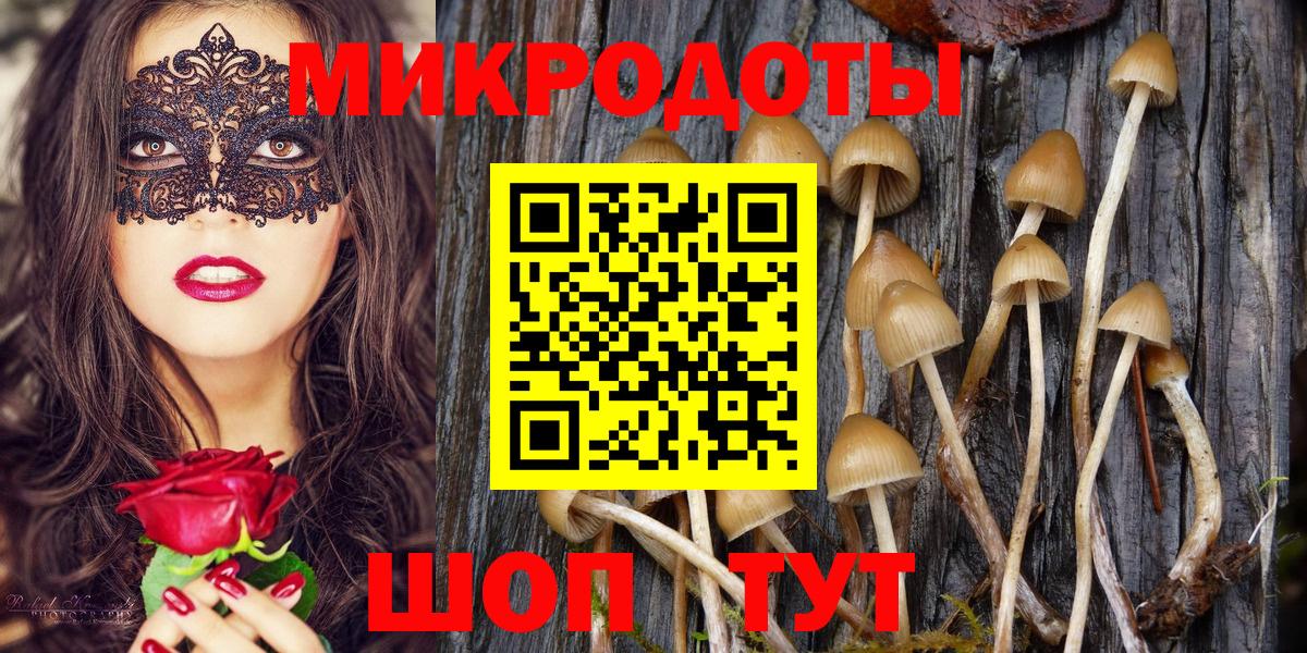 Псилоцибиновые грибы Psilocybe Среднеуральск